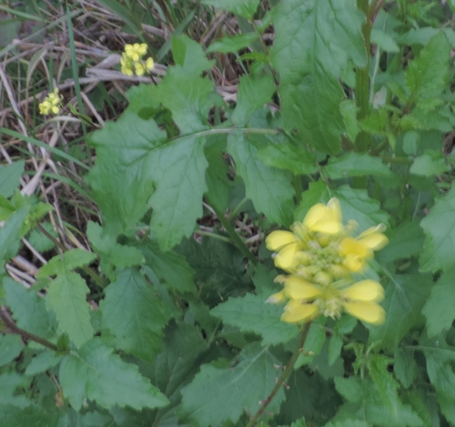 Sinapis alba (Brassicaceae)